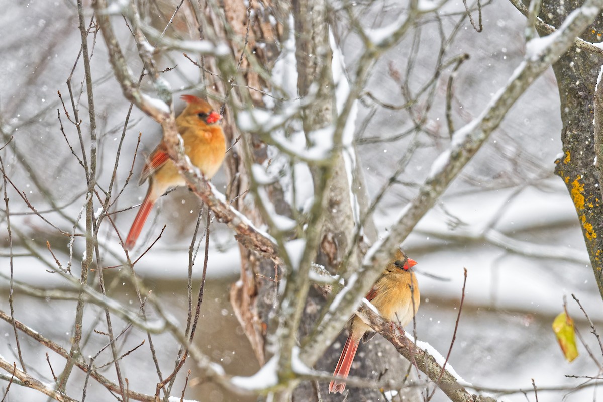 Northern Cardinal - ML646877464