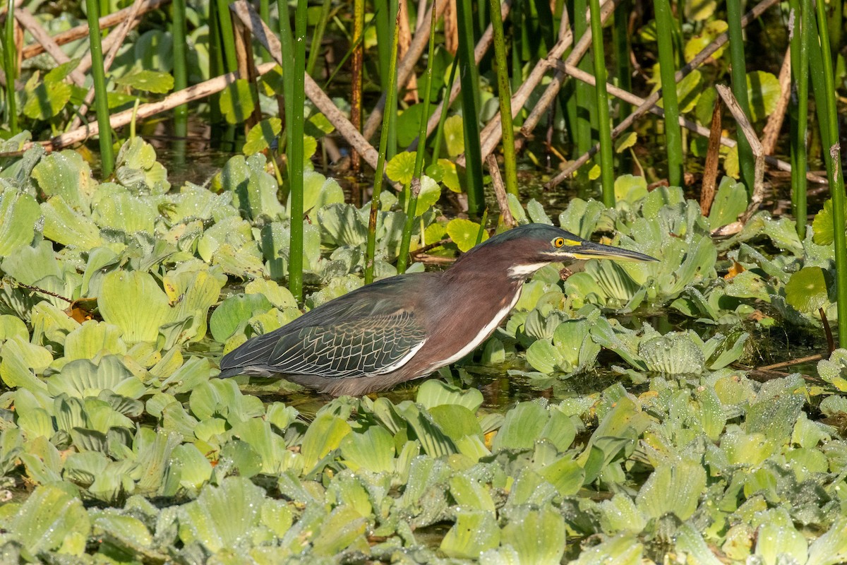 Yeşil Balıkçıl - ML646877465