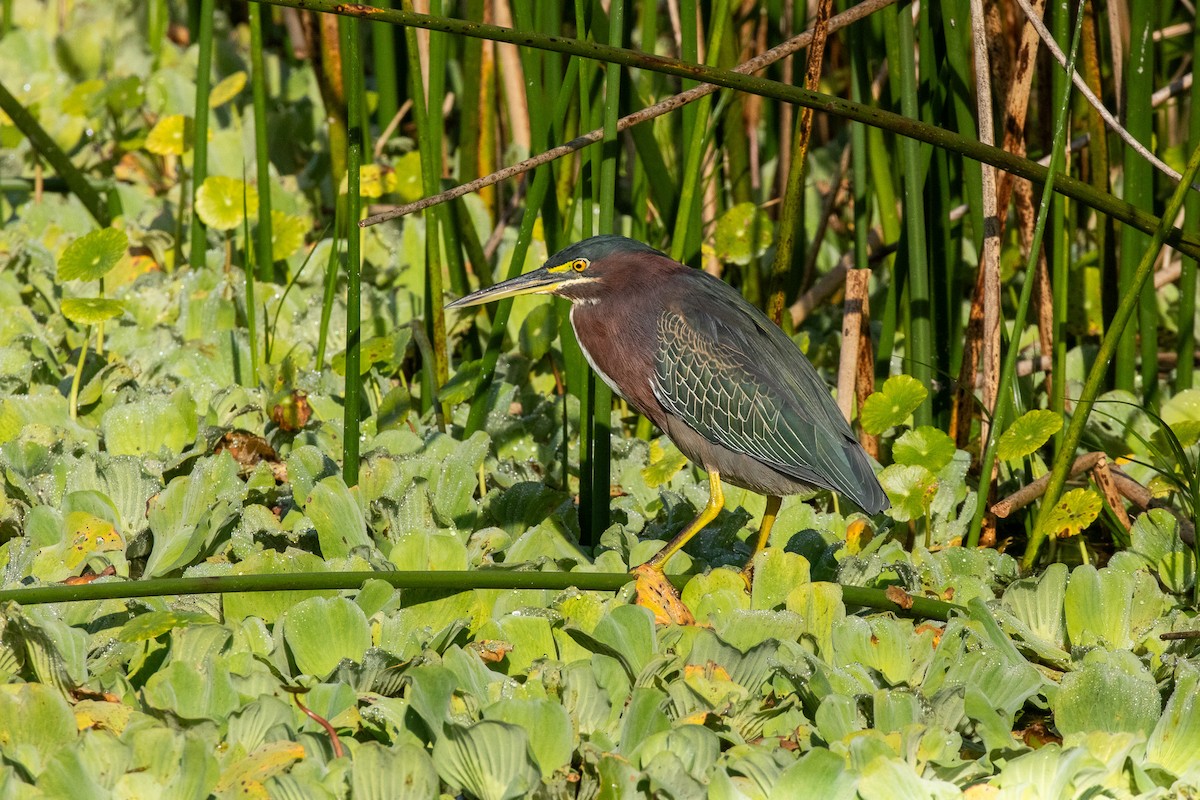 Yeşil Balıkçıl - ML646877466