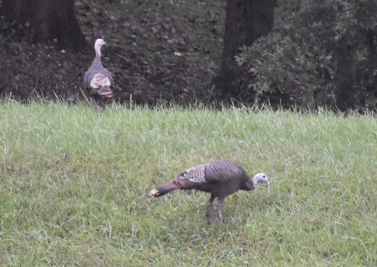 Індик великий - ML646877467