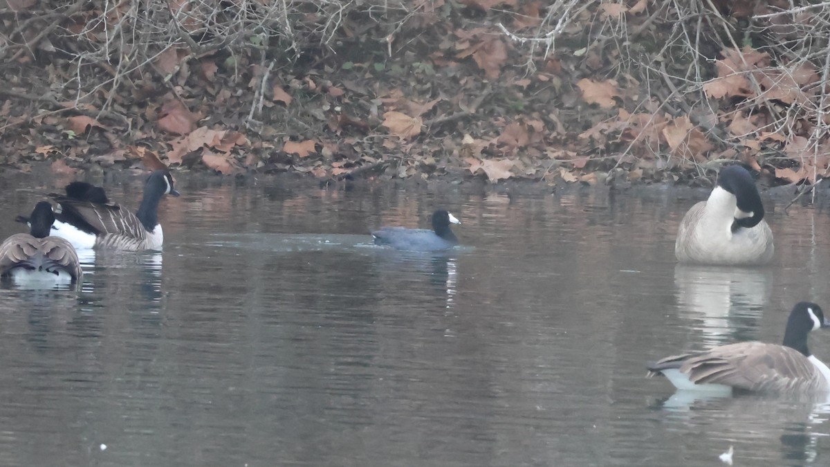 Лиска американська - ML646877468