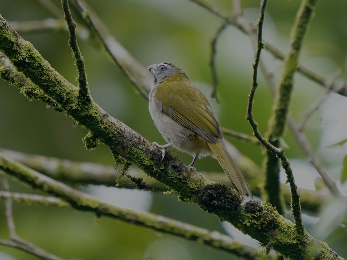 Buntkehlsaltator - ML646877469