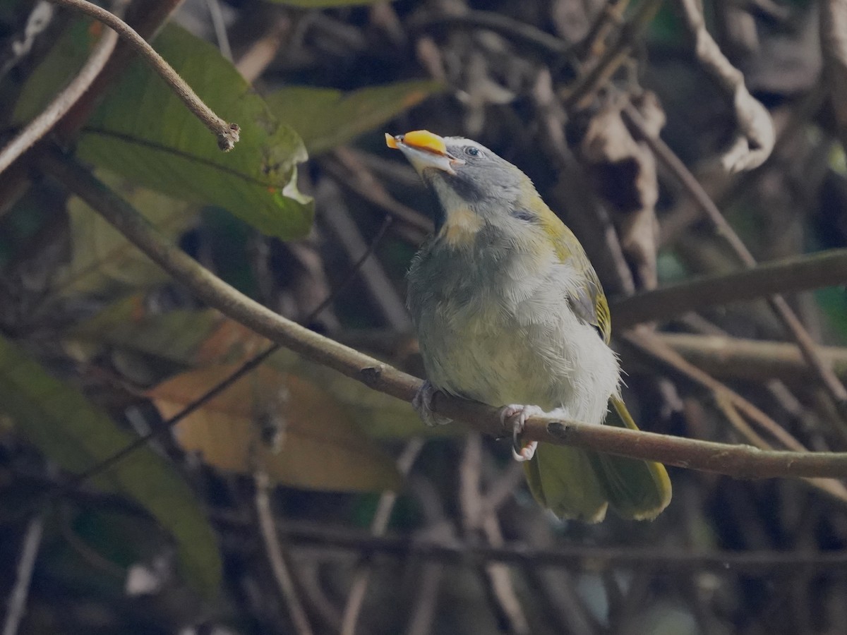 Buntkehlsaltator - ML646877470