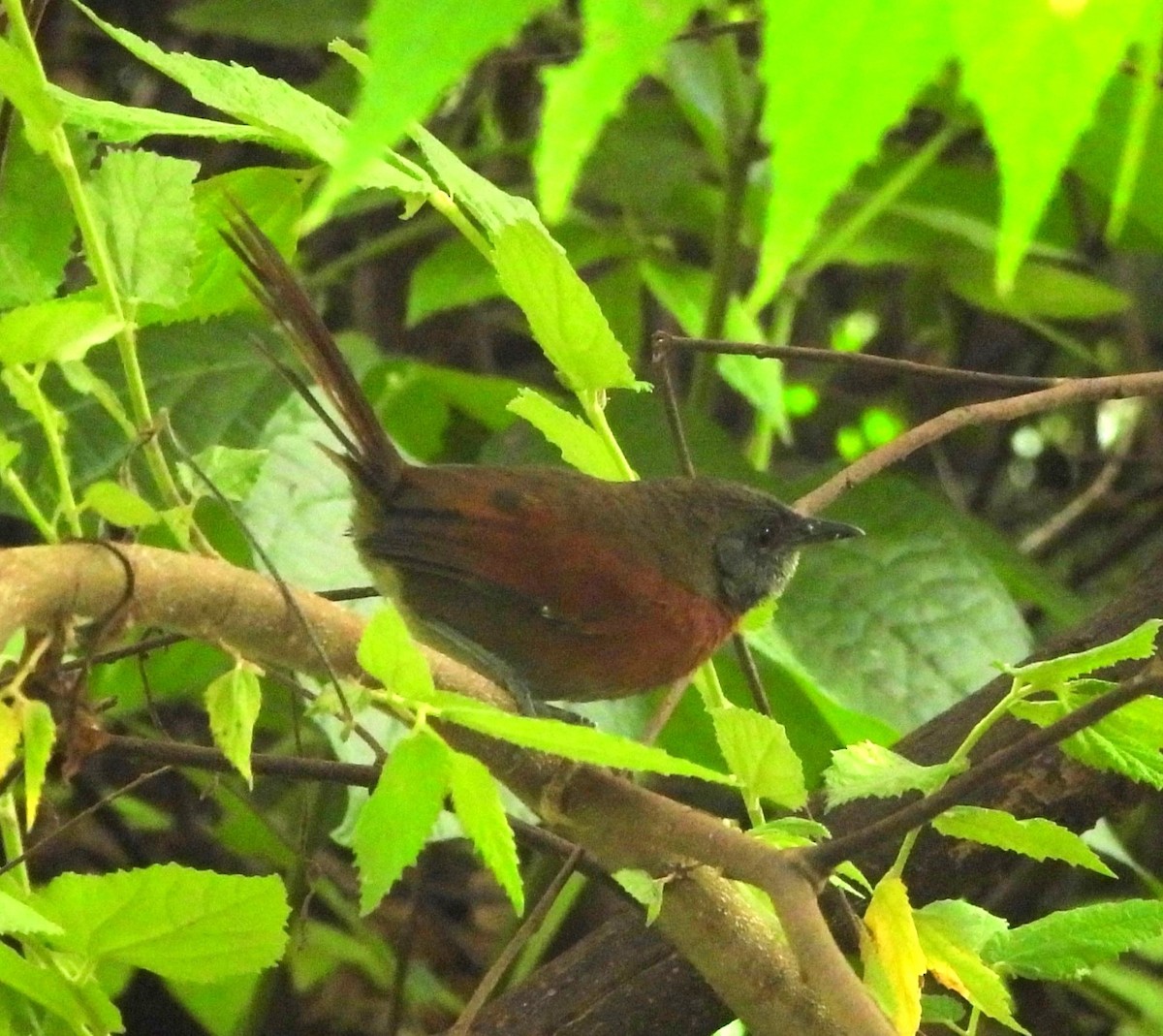 Rufous-breasted Spinetail - ML646877471