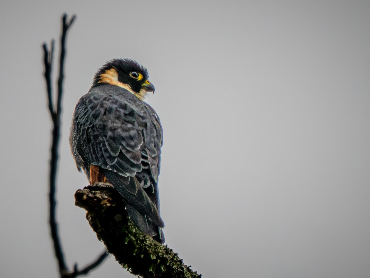 Bat Falcon - ML646877473