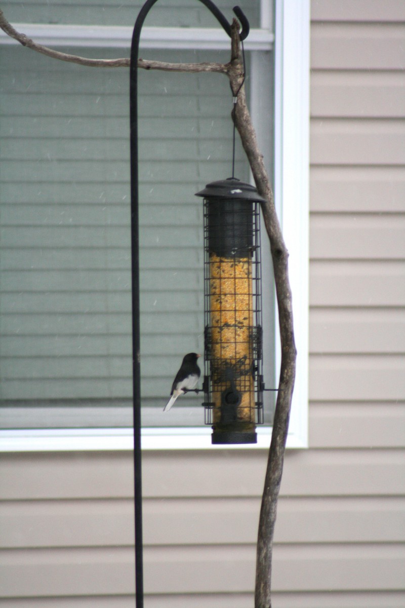 Dark-eyed Junco (Slate-colored) - ML646877475
