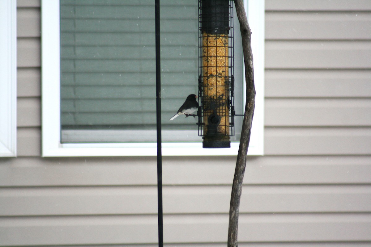 Dark-eyed Junco (Slate-colored) - ML646877476