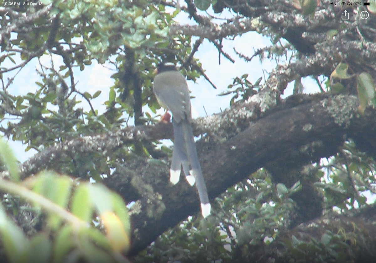 Кіта жовтодзьоба - ML646877478