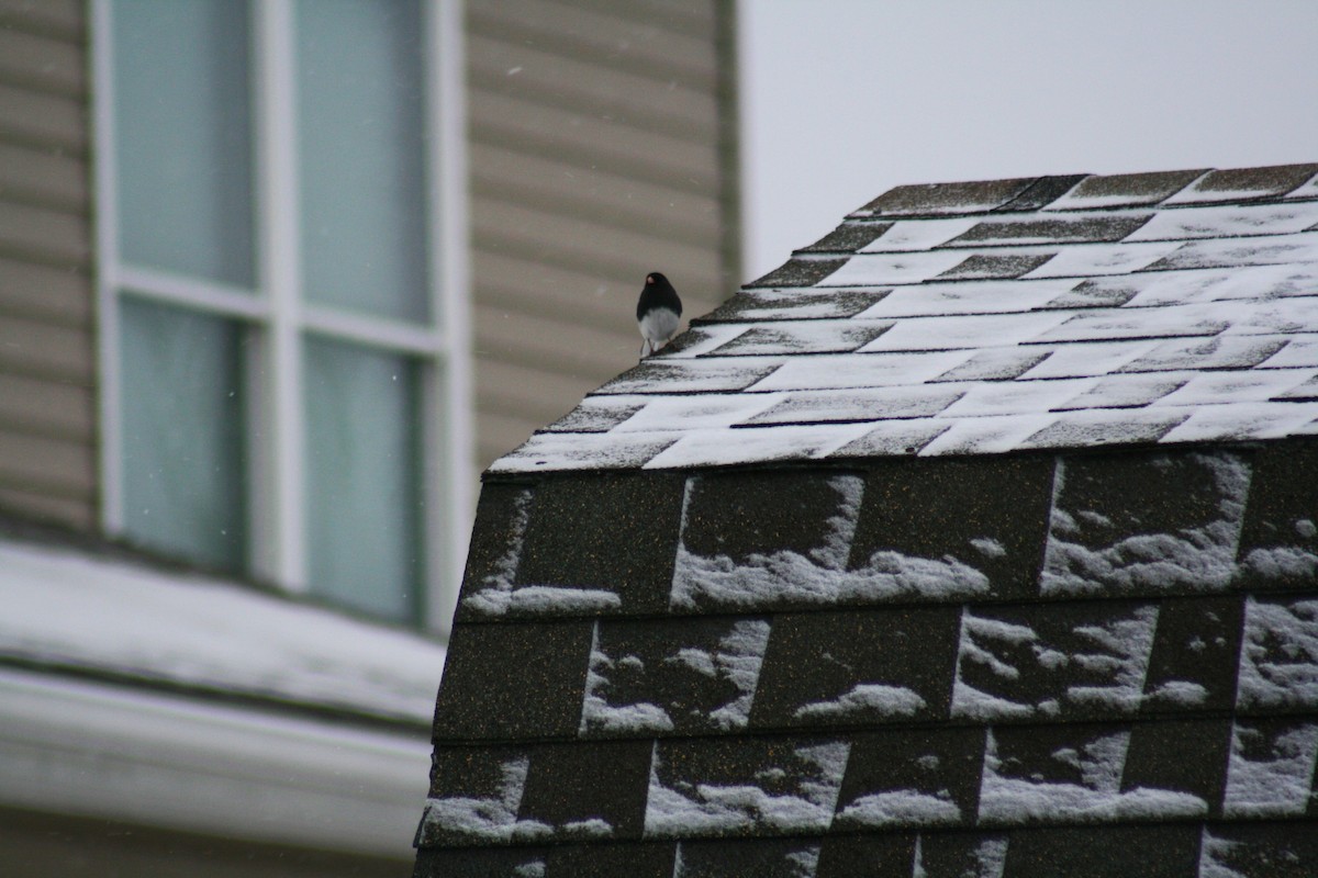 Dark-eyed Junco (Slate-colored) - ML646877479