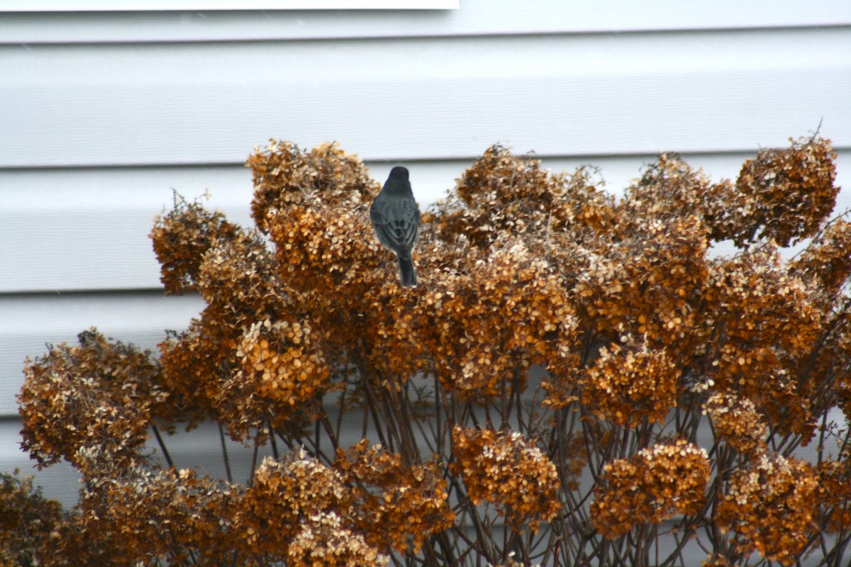 Dark-eyed Junco (Slate-colored) - ML646877480