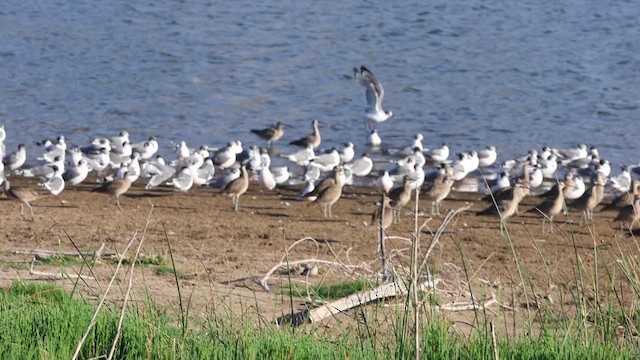 koliha hudsonská - ML646877481