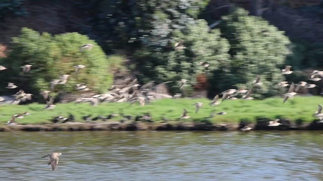 koliha hudsonská - ML646877482