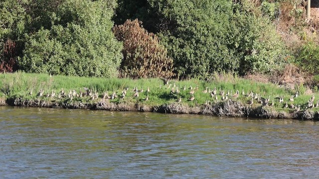 koliha hudsonská - ML646877484