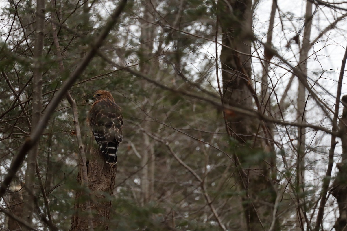 Red-shouldered Hawk - ML646877487