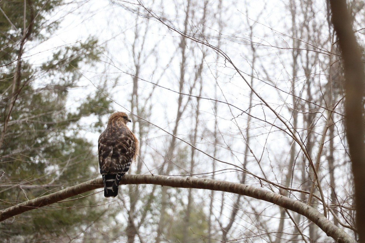 Red-shouldered Hawk - ML646877488