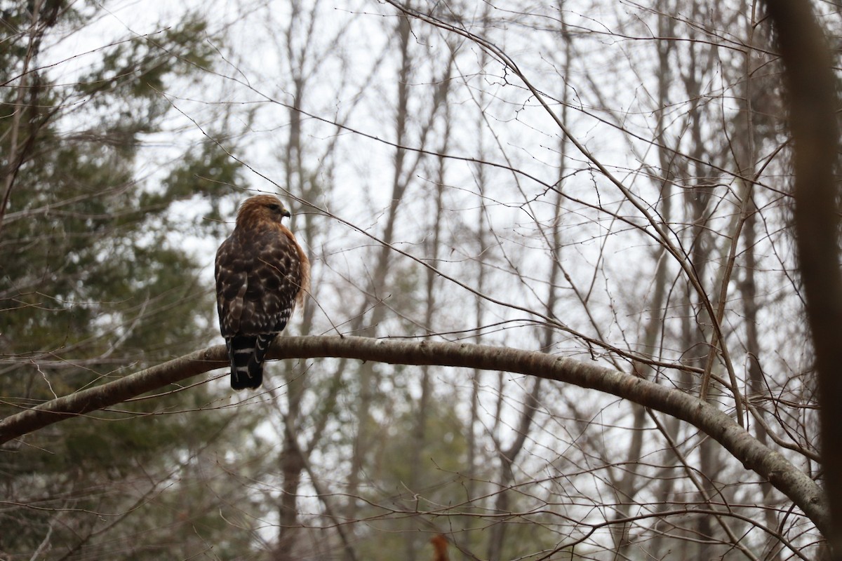 Red-shouldered Hawk - ML646877489