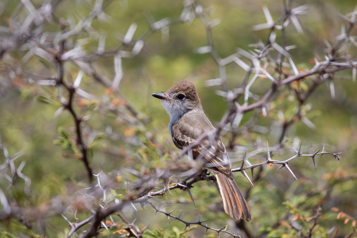 Brown-crested Flycatcher - ML646877491