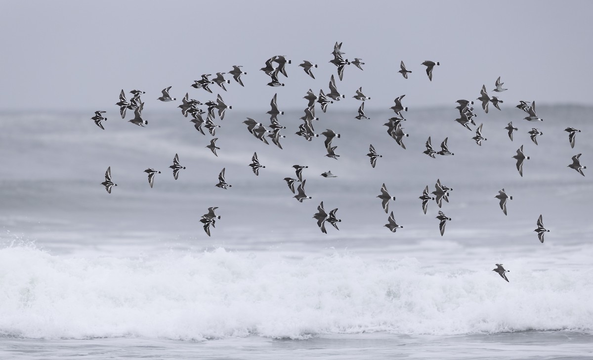 Крем'яшник чорний - ML646877496