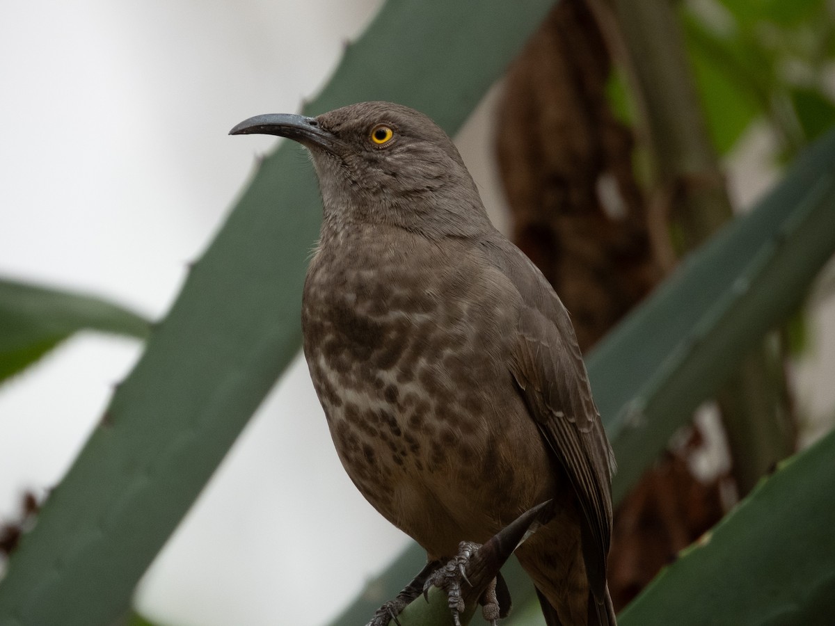 drozdec skvrnitoprsý - ML646877497