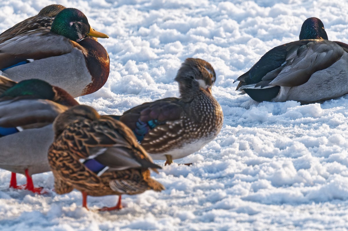 Canard branchu - ML646877505