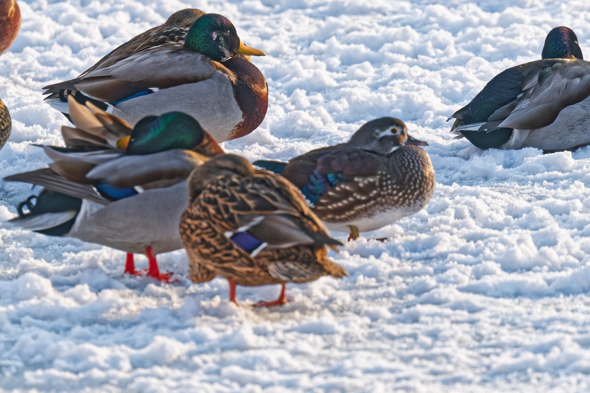 Canard branchu - ML646877506