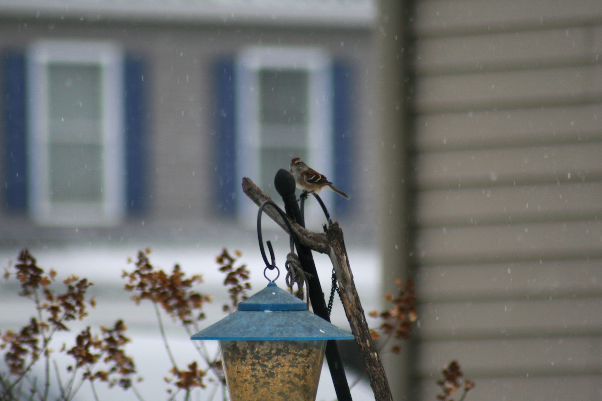 American Tree Sparrow - ML646877507