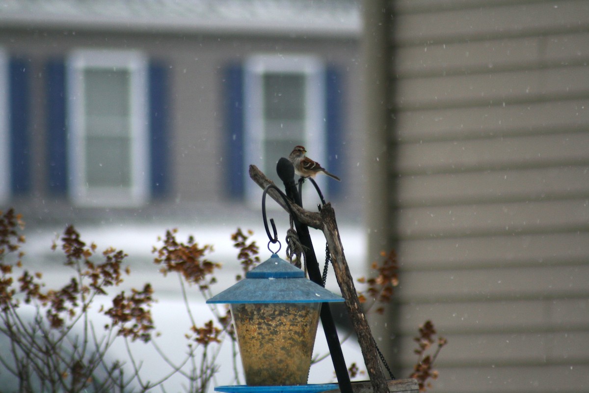 American Tree Sparrow - ML646877508