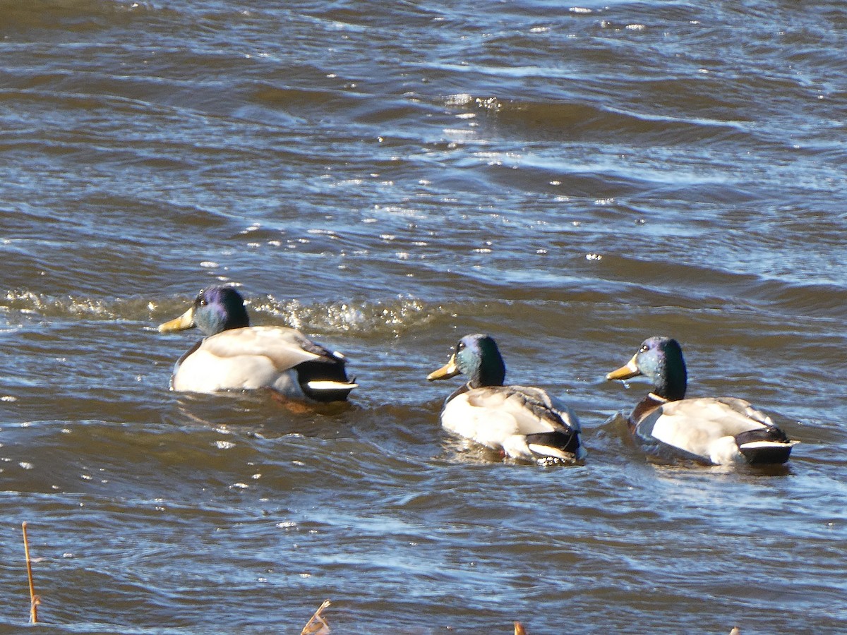 Mallard - ML646877509