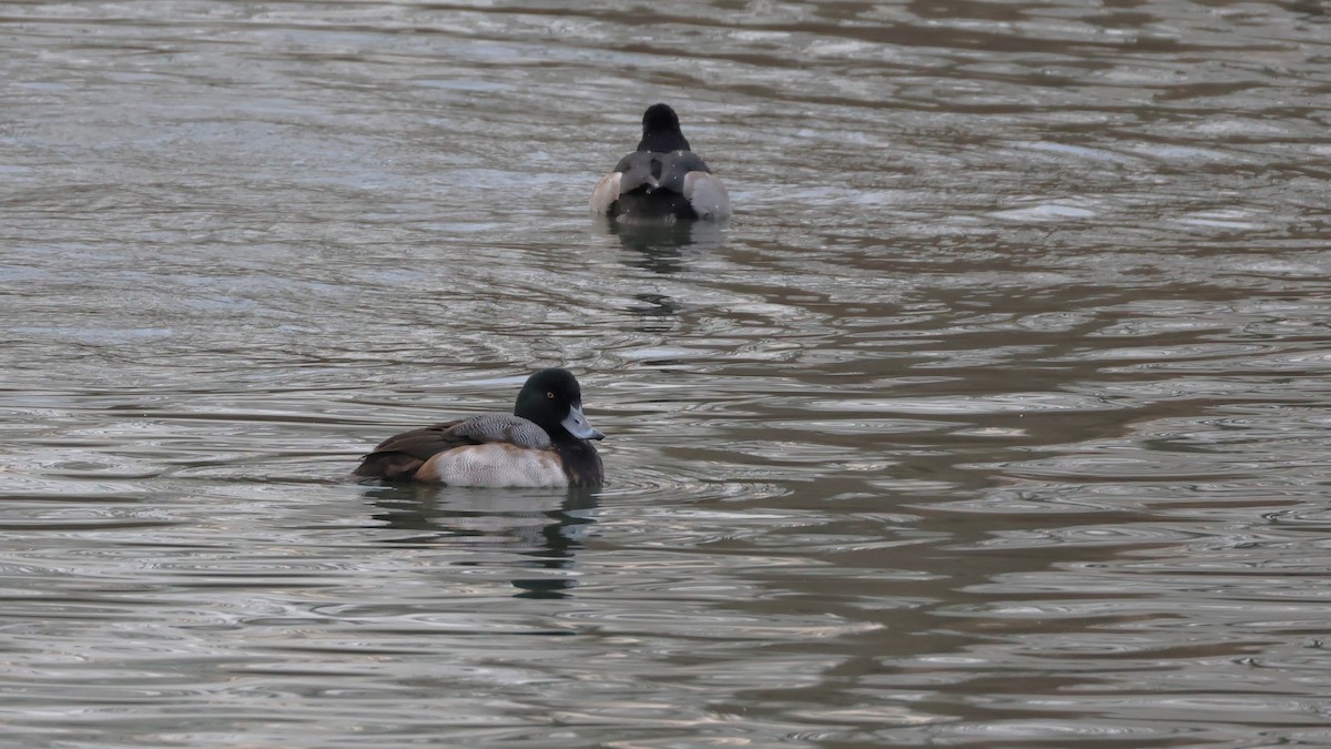 Greater/Lesser Scaup - ML646877512