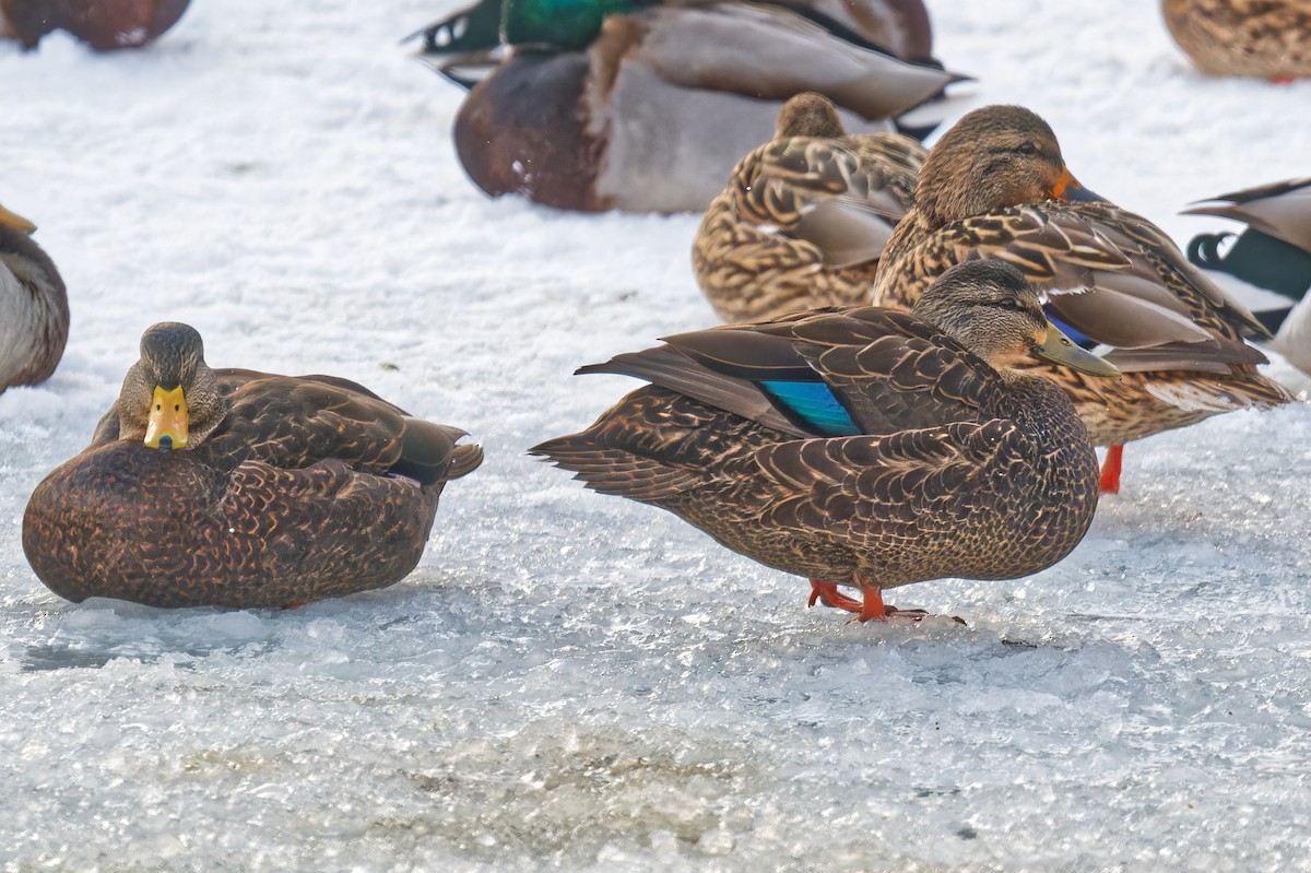 Ánade Sombrío - ML646877516