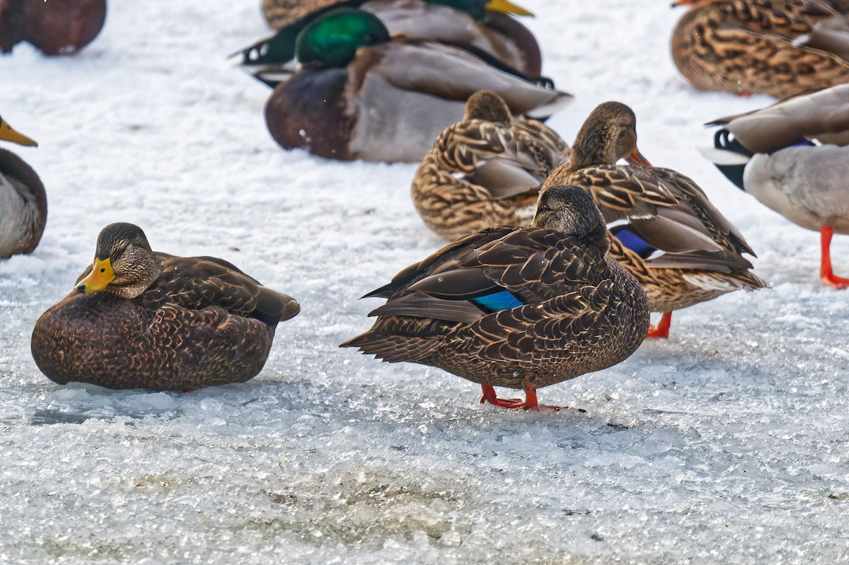 Ánade Sombrío - ML646877517