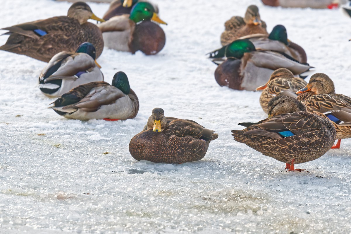 Ánade Sombrío - ML646877518