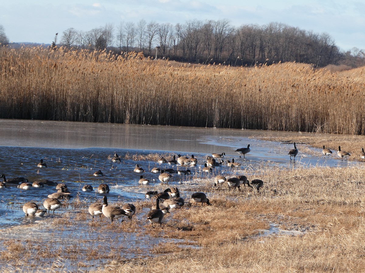 Canada Goose - ML646877519
