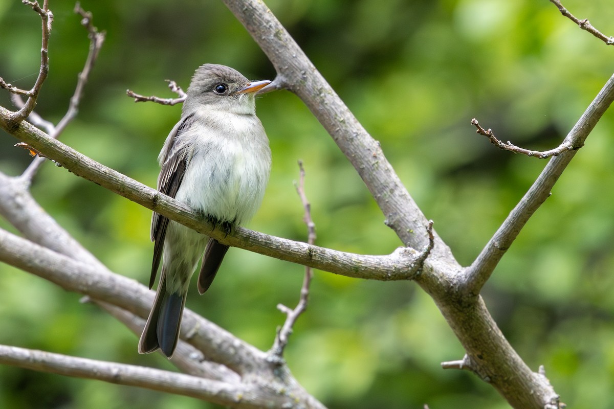 Hellbauch-Schnäppertyrann - ML646877526