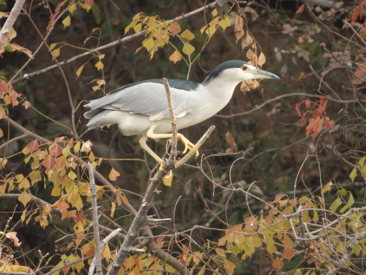 Ногоовор зашин - ML646877527