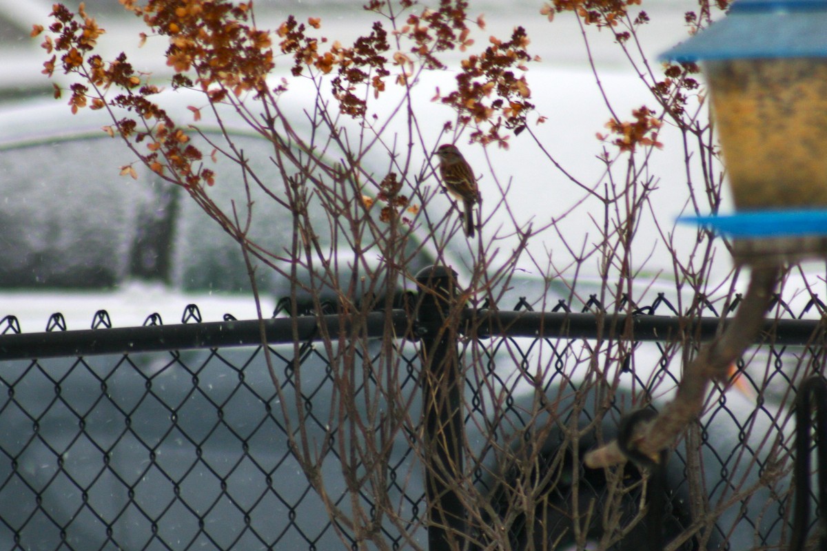 American Tree Sparrow - ML646877529