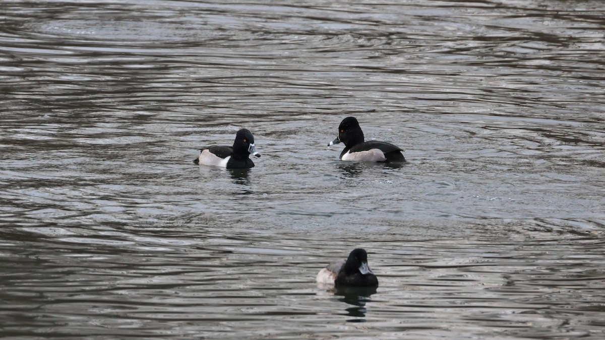 Ringschnabelente - ML646877534