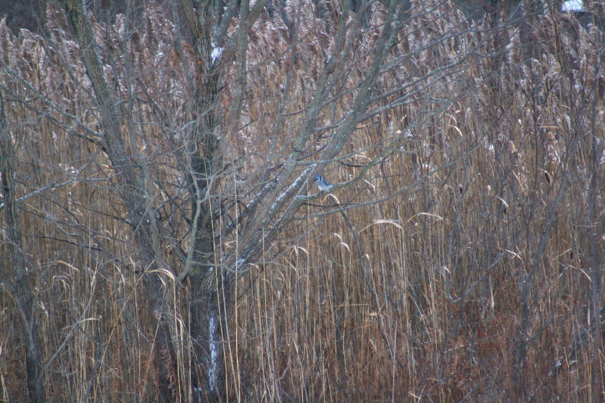 Blue Jay - ML646877535