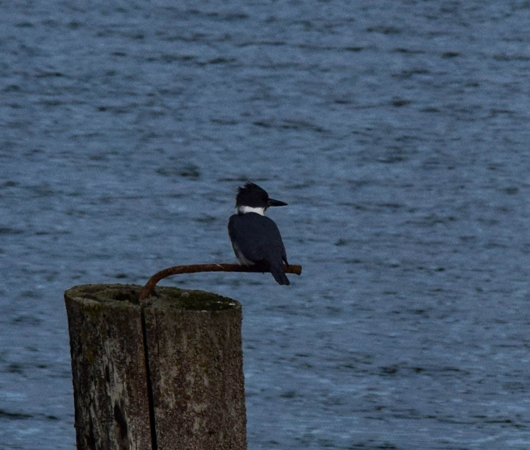 rybařík pruhoprsý - ML646877537