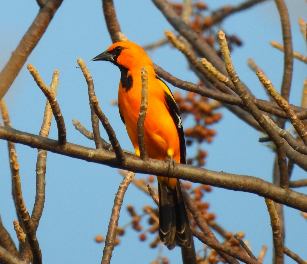 Altamira Oriole - ML646877538