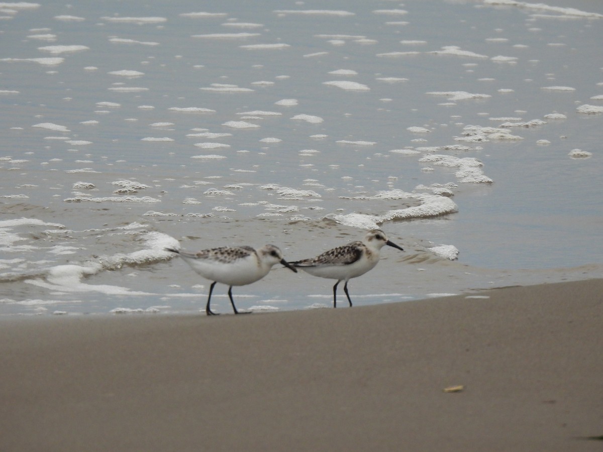 Sanderling - ML646877540