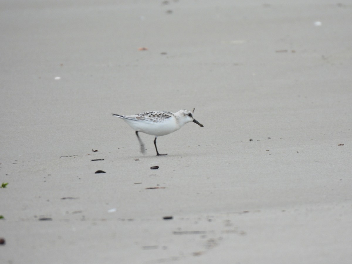 Sanderling - ML646877541