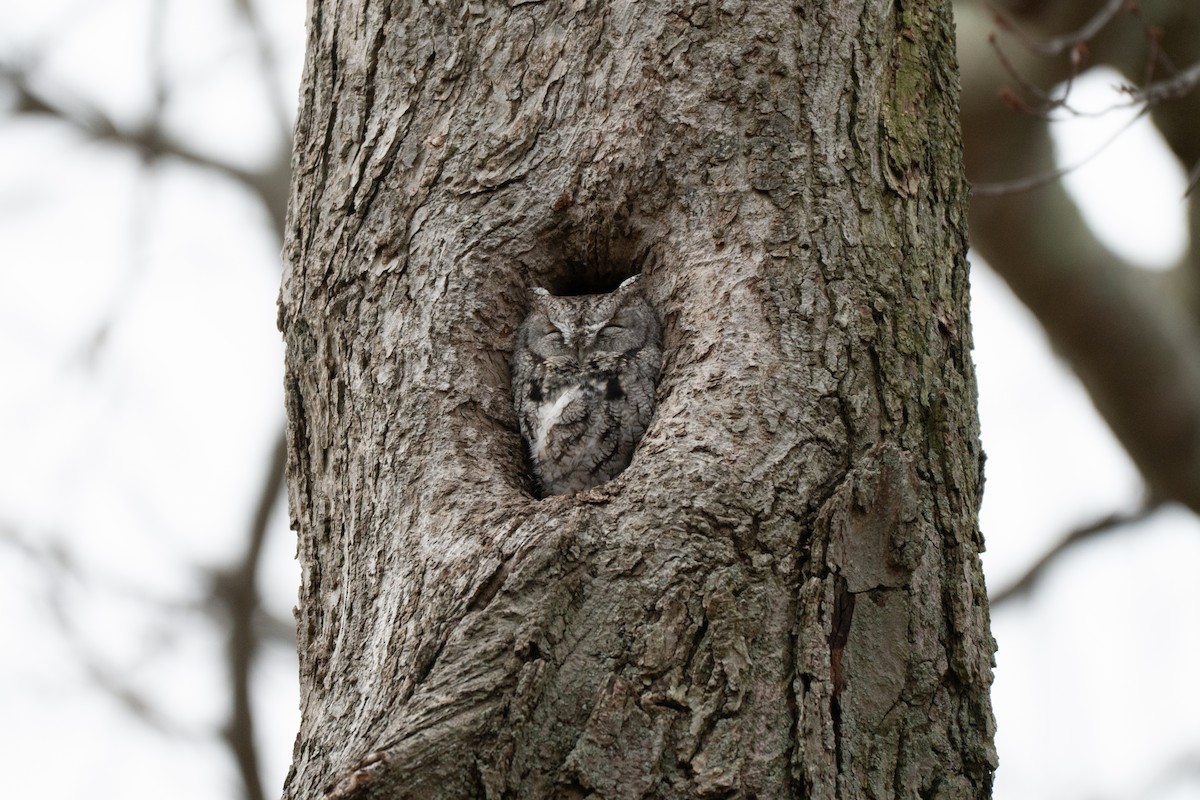 Autillo Yanqui - ML646877542