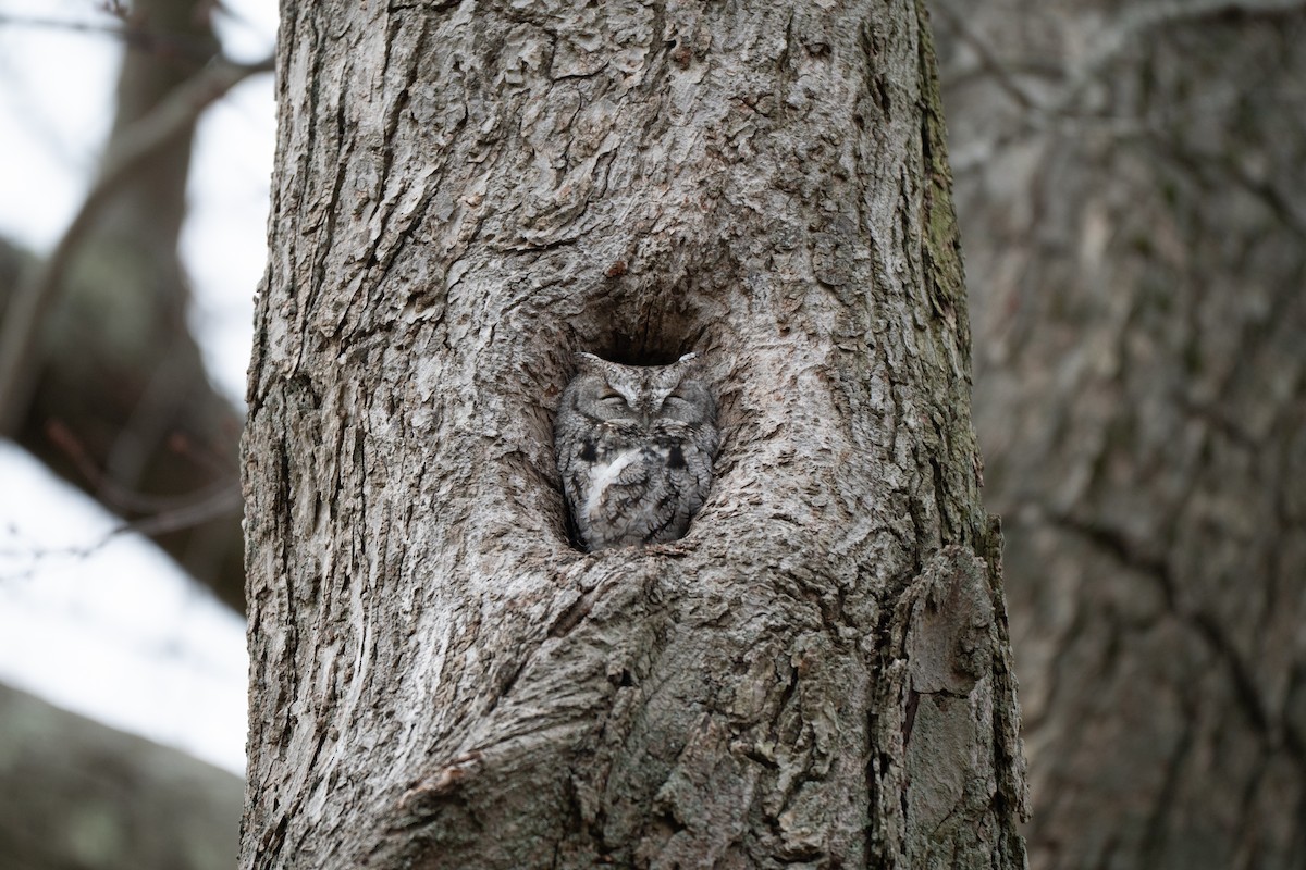 Autillo Yanqui - ML646877543