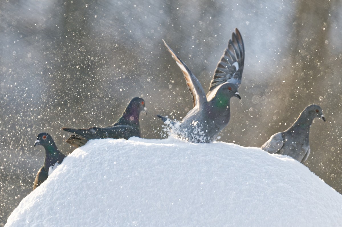 Rock Pigeon (Feral Pigeon) - ML646877547
