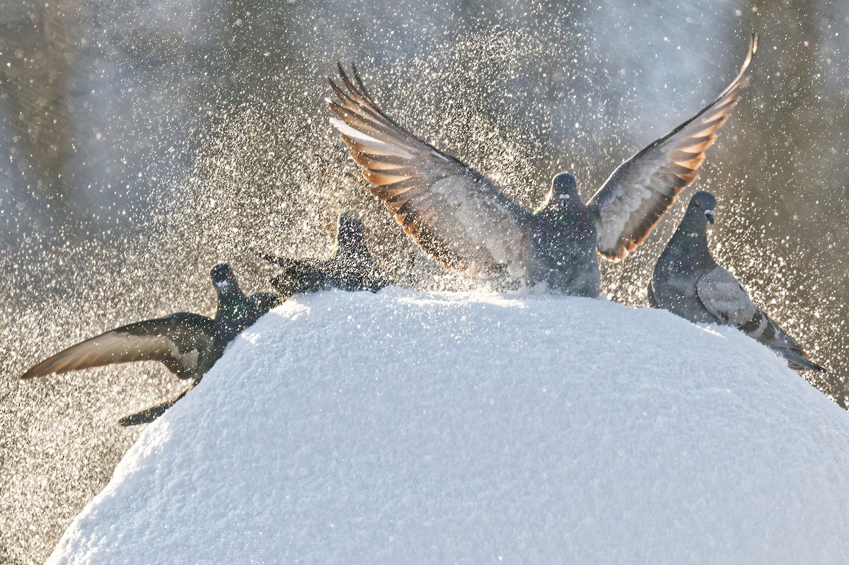 Rock Pigeon (Feral Pigeon) - ML646877548