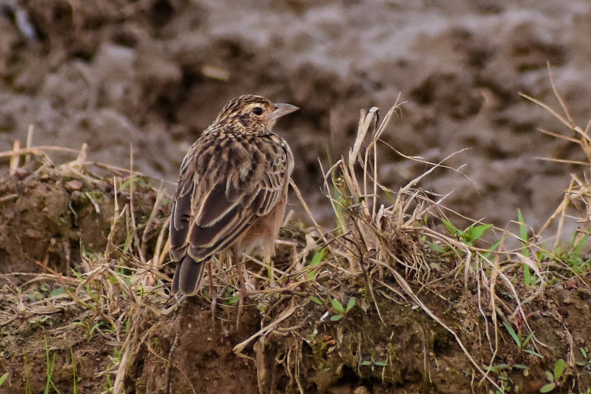 ジャードンヤブヒバリ - ML646877549