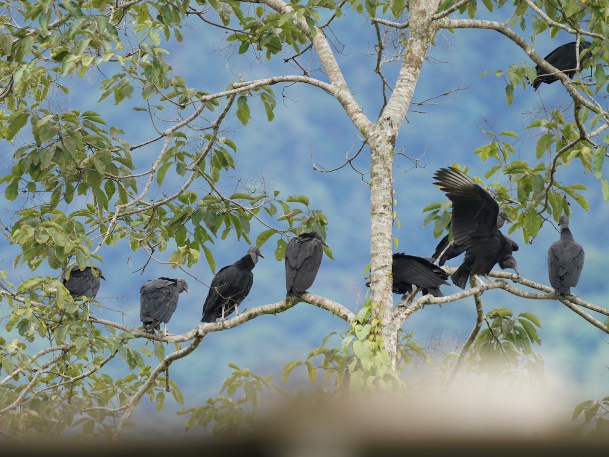 Чёрная катарта - ML646877550