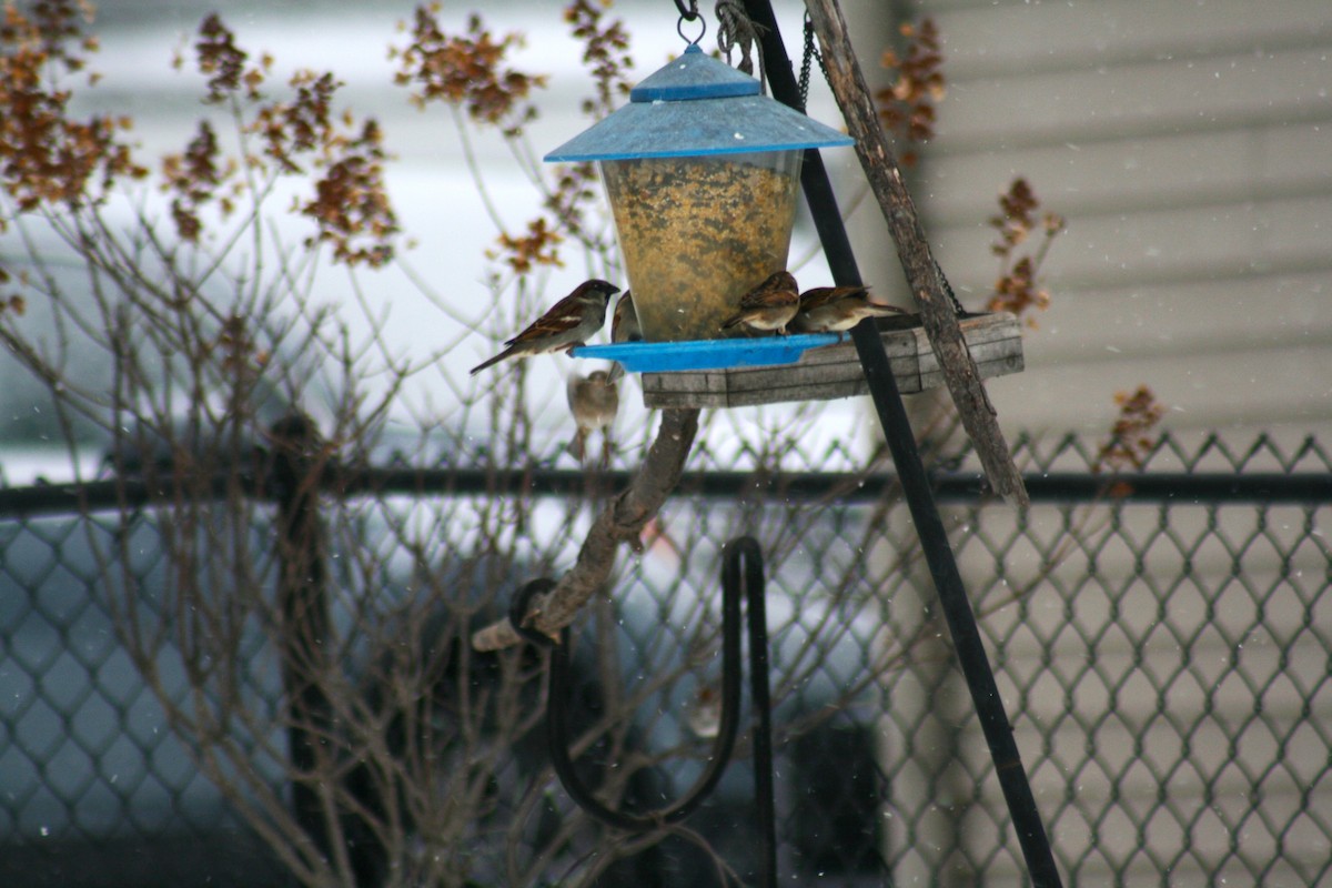 Gorrión Común - ML646877551