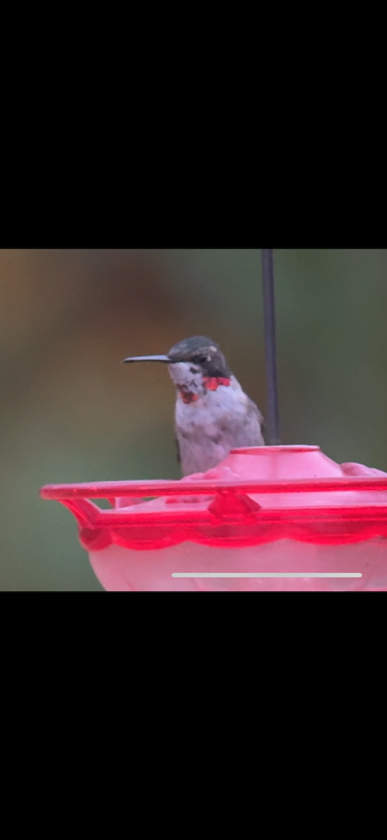 Ruby-throated Hummingbird - ML646877554